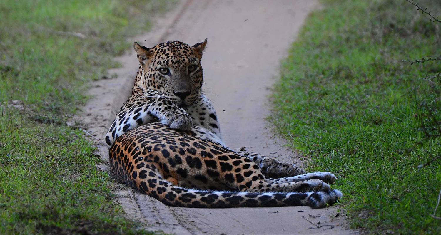 Leopard in wilpattu