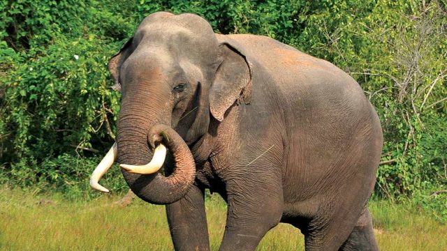 Sri Lanka Elephants