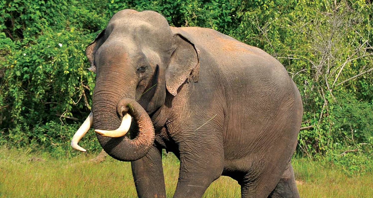 Sri Lanka Elephants