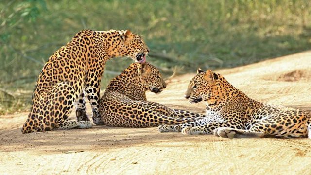 Sri Lankan leopards