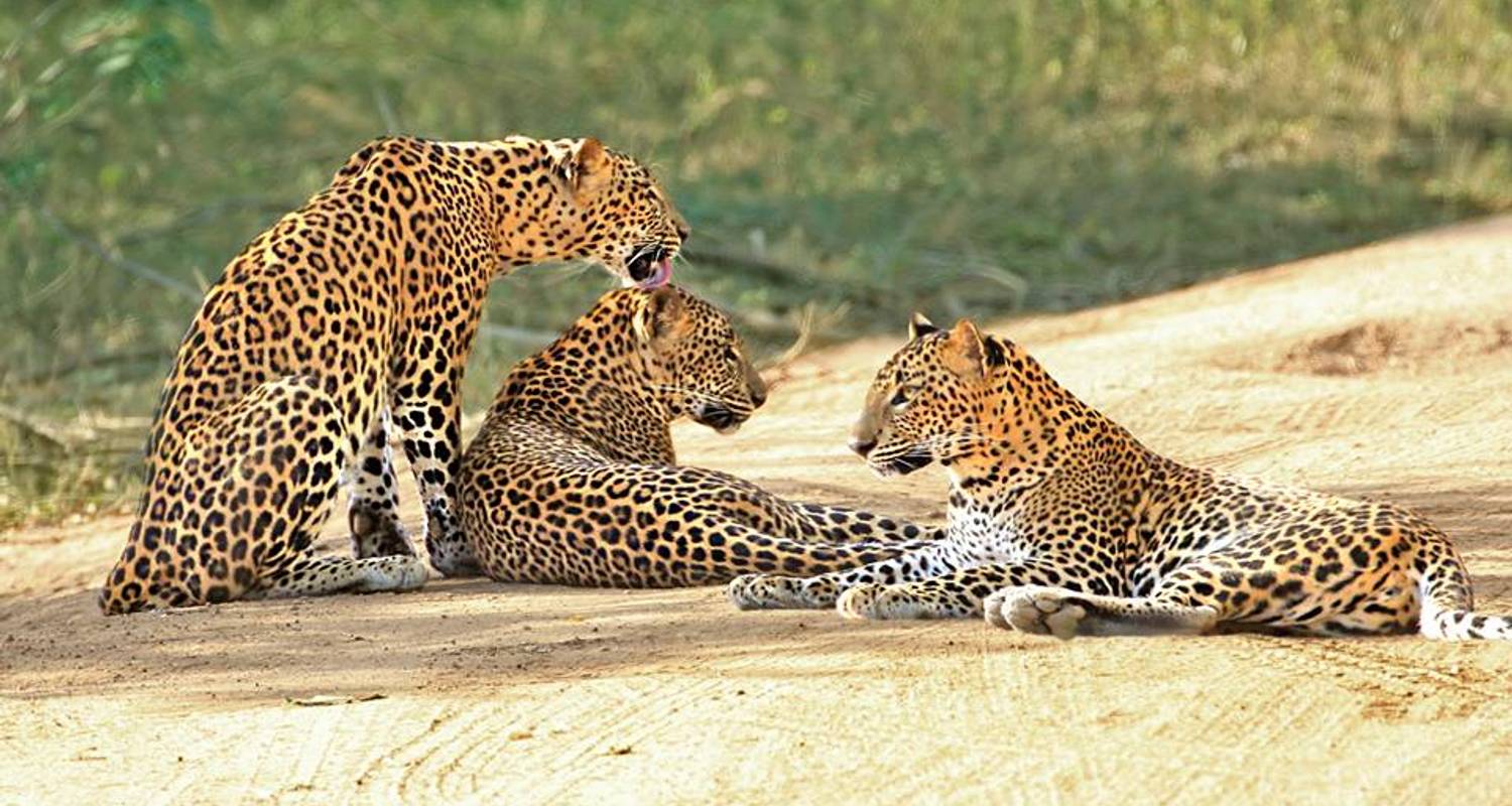 Sri Lankan leopards