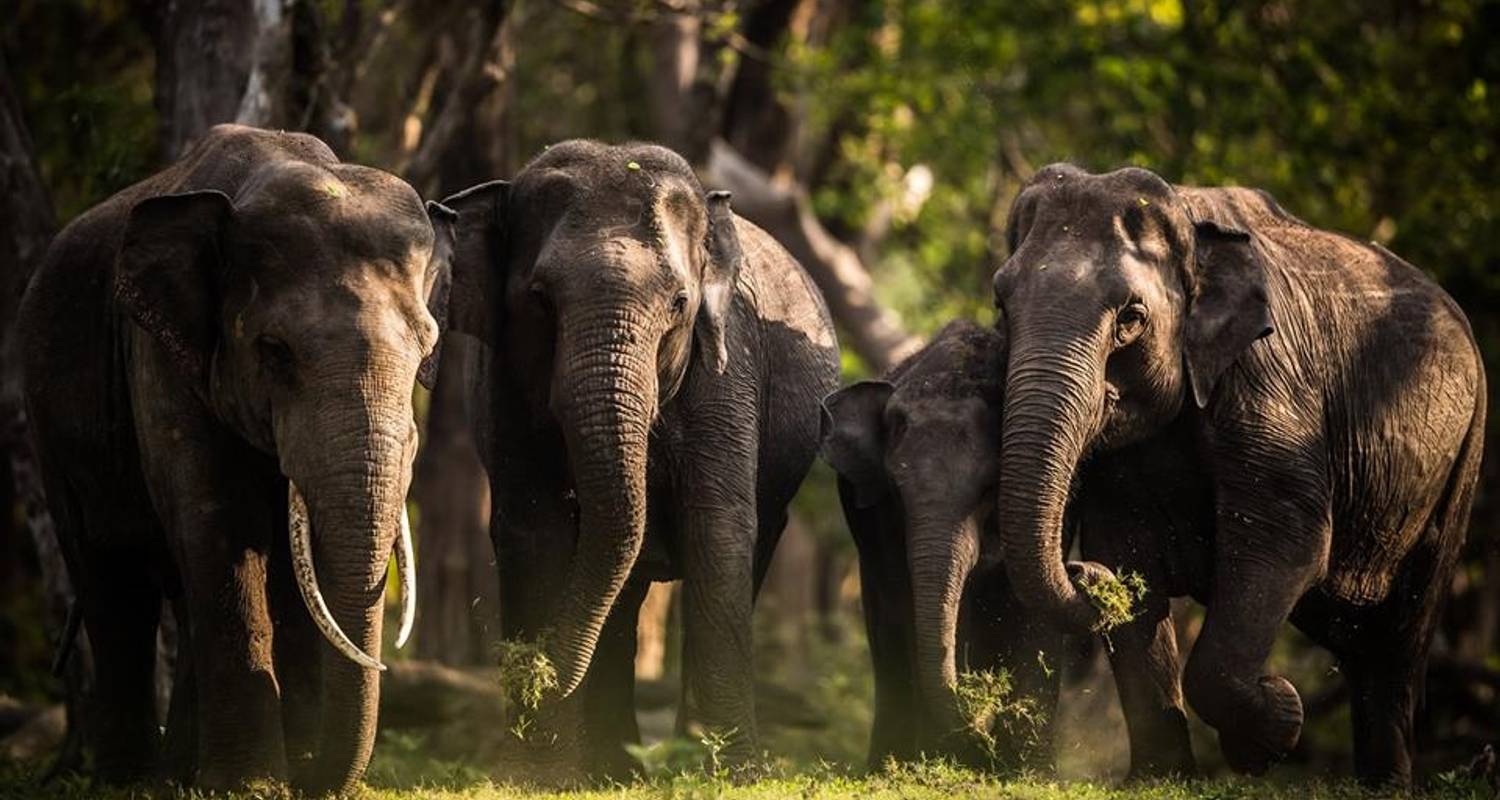 Elephant watching safari tour 