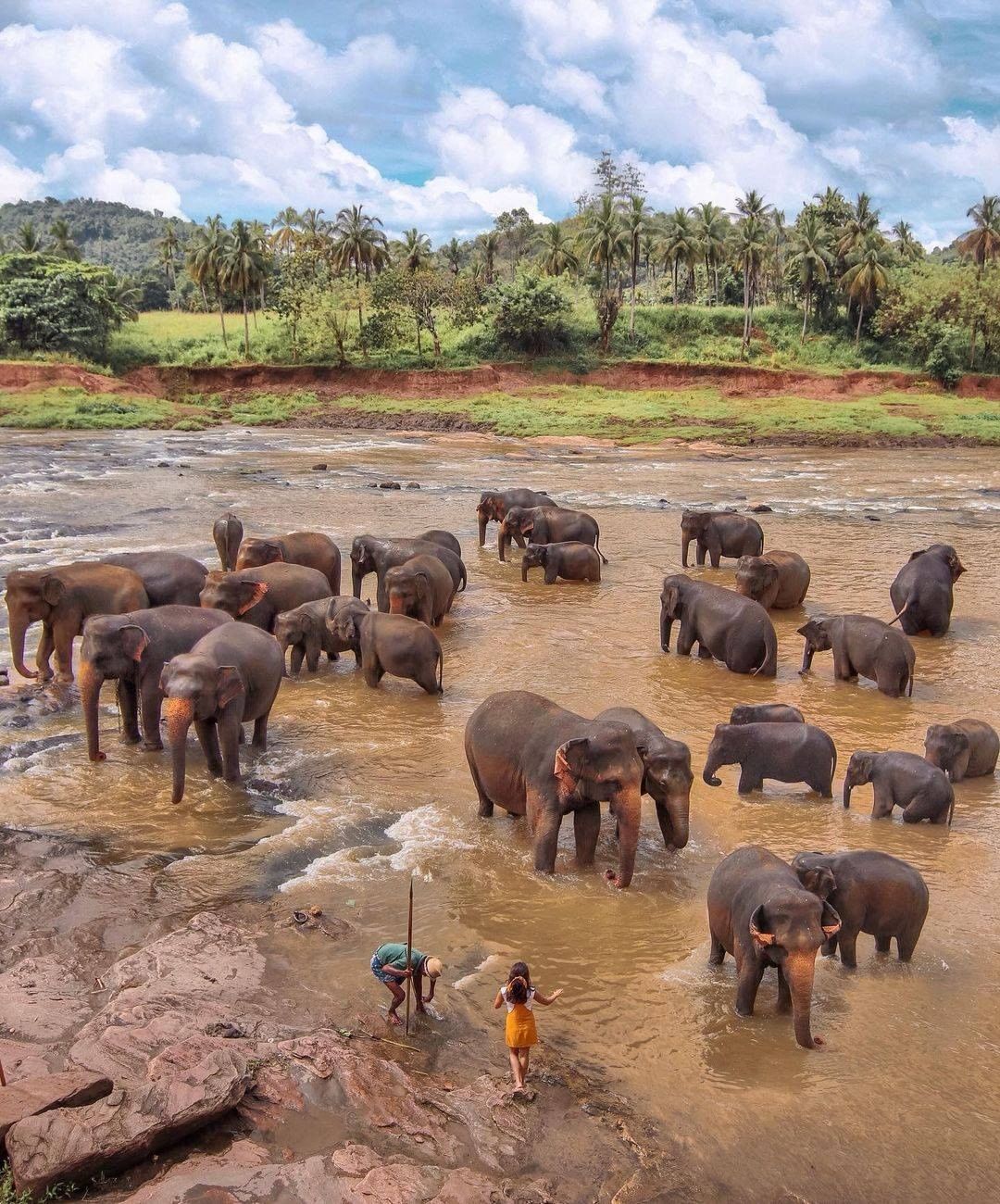 pinnawala elephants