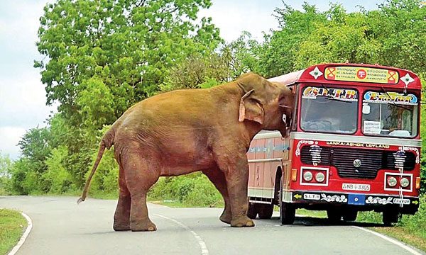 Sri Lanka elephant watching