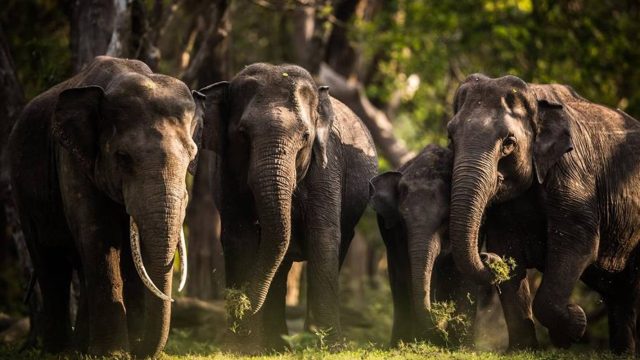 Elephant watching in Yala