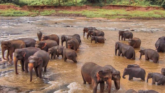 pinnawala elephant orphanage